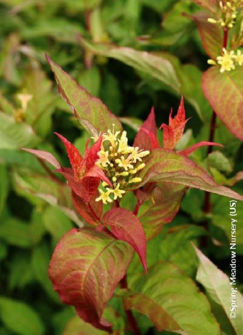 DIERVILLA splendens KODIAK ORANGE
