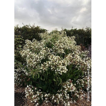 HEPTACODIUM miconioides PW ® TEMPLE OF BLOOM ®(Arbre aux sept fleurs)2