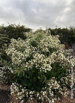 HEPTACODIUM miconioides TEMPLE OF BLOOM 