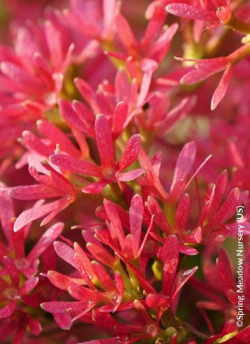 HEPTACODIUM miconioides TEMPLE OF BLOOM 