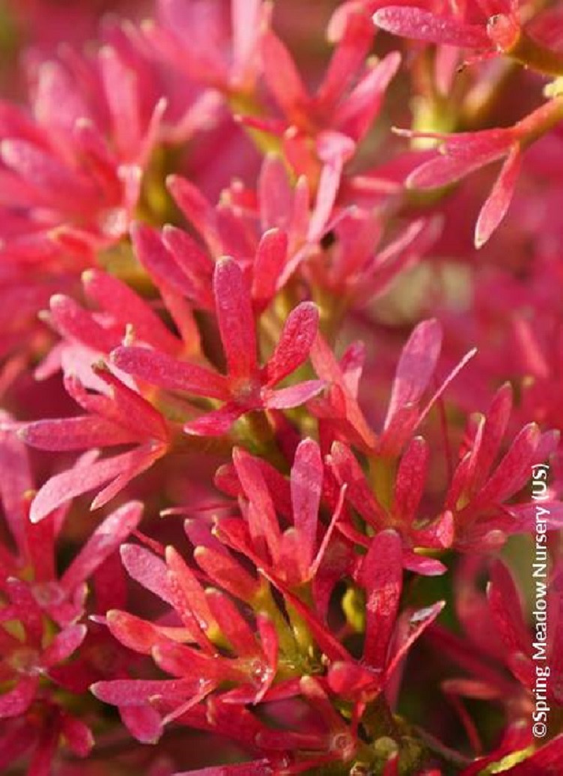 HEPTACODIUM miconioides TEMPLE OF BLOOM 