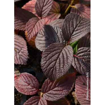 VIBURNUM plicatum FIRST EDITIONS ® OPENING DAY ® (Viorne du Japon)1