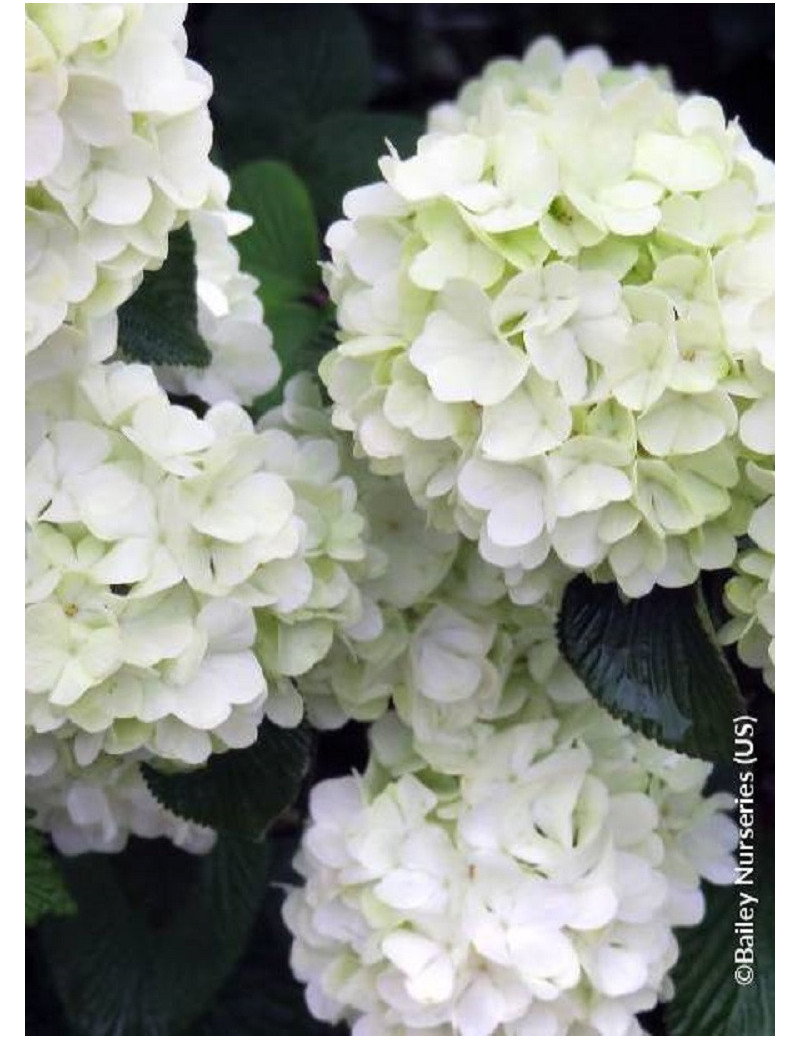 VIBURNUM plicatum FIRST EDITIONS ® OPENING DAY ® (Viorne du Japon)