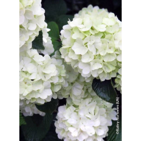 VIBURNUM plicatum FIRST EDITIONS ® OPENING DAY ® (Viorne du Japon)