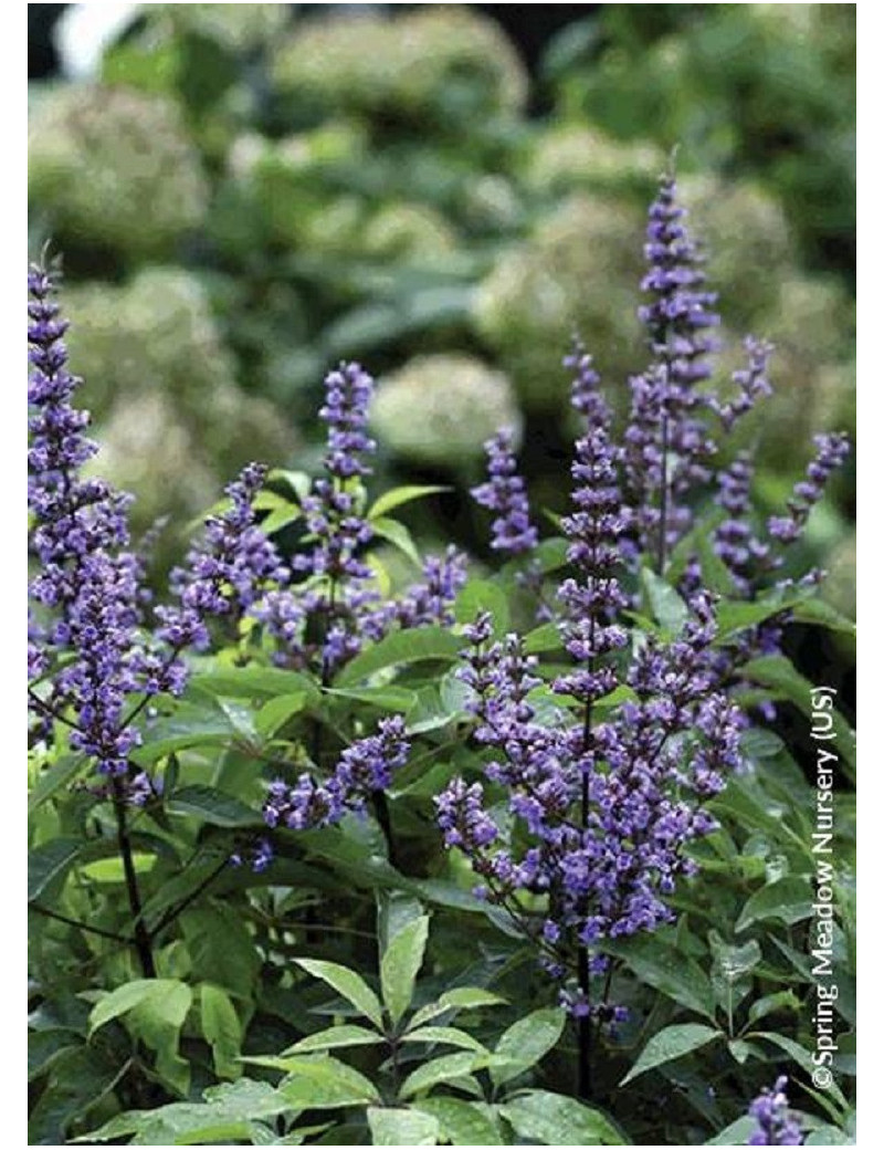 VITEX agnus-castus PW ® BLUE DIDDLEY (Gattilier, arbre au poivre)2