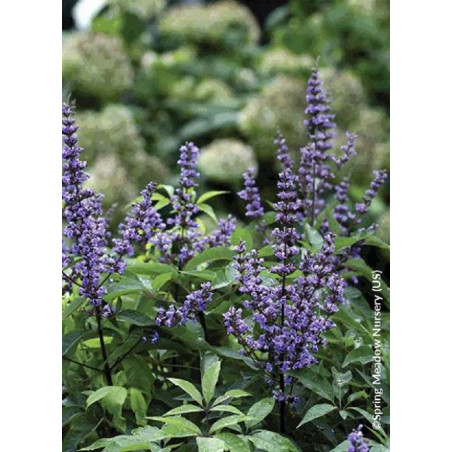 VITEX agnus-castus PW ® BLUE DIDDLEY (Gattilier, arbre au poivre)2