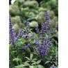 VITEX agnus-castus PW ® BLUE DIDDLEY (Gattilier, arbre au poivre)2