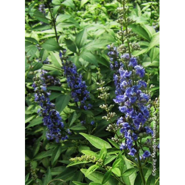 VITEX agnus-castus PW ® BLUE DIDDLEY (Gattilier, arbre au poivre)