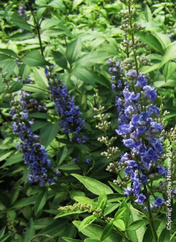 VITEX agnus-castus BLUE DIDDLEY