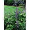 VITEX agnus-castus PW ® BLUE DIDDLEY (Gattilier, arbre au poivre)1