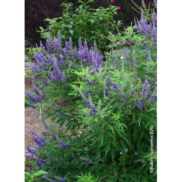 VITEX agnus-castus FIRST EDITIONS ® BLUE DELTA BLUES ® (Gattilier, arbre au poivre)