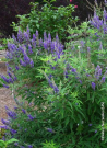 gattilier-delta-blues-vitex-agnus-castus-delta-blues.jpg