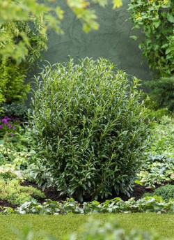 PRUNUS laurocerasus SOFIA