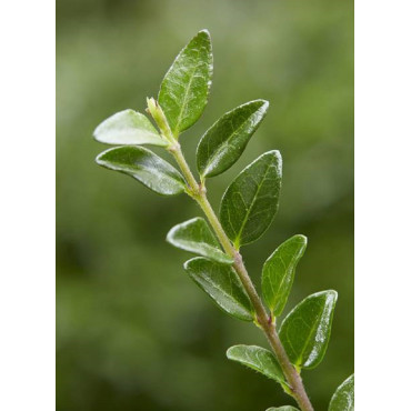 LONICERA nitida GARDEN CLOUDS ® GREEN BREEZE (Chèvrefeuille arbustif brillant)3