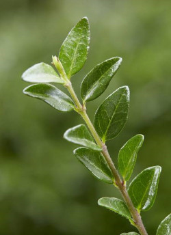 LONICERA nitida GARDEN CLOUDS GREEN BREEZE