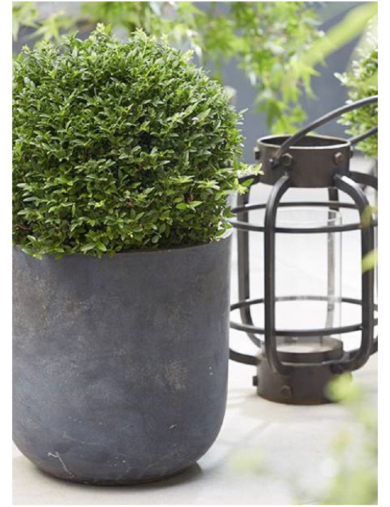 LONICERA nitida GARDEN CLOUDS ® GREEN BREEZE (Chèvrefeuille arbustif brillant)1 LONICERA nitida GARDEN CLOUDS ® GREEN BREEZE (Chèvrefeuille arbustif brillant)1
