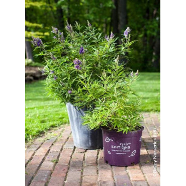 VITEX agnus-castus FIRST EDITIONS ® BLUE PUFFBALL ® (Gattilier, arbre au poivre)1