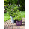 VITEX agnus-castus FIRST EDITIONS ® BLUE PUFFBALL ® (Gattilier, arbre au poivre)1