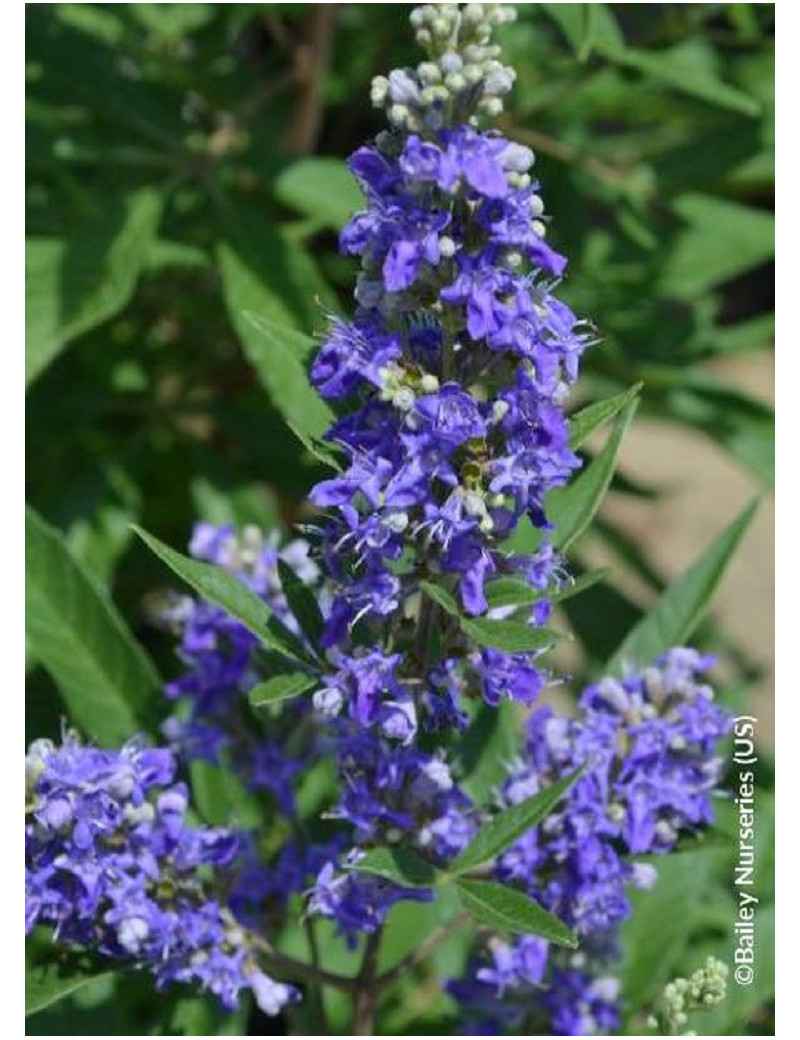 VITEX agnus-castus FIRST EDITIONS ® BLUE PUFFBALL ® (Gattilier, arbre au poivre)