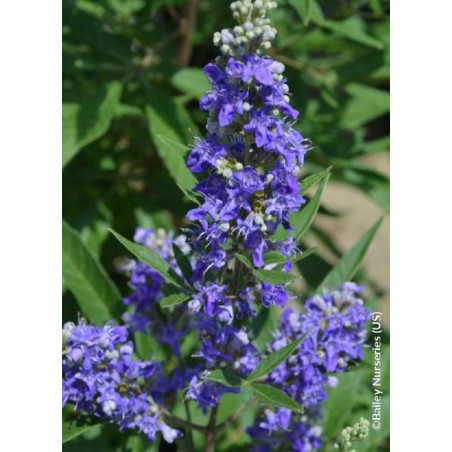 VITEX agnus-castus FIRST EDITIONS ® BLUE PUFFBALL ® (Gattilier, arbre au poivre)