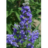 VITEX agnus-castus FIRST EDITIONS ® BLUE PUFFBALL ® (Gattilier, arbre au poivre)