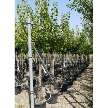 ABRICOTIER En pot forme tige hauteur du tronc 090-110-130 cm