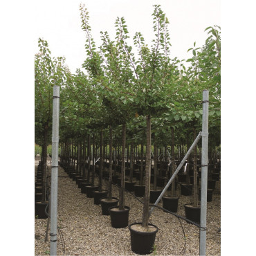 ABRICOTIER En pot forme tige hauteur du tronc 180-200 cm