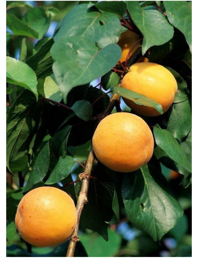 ABRICOTIER LUIZET (Prunus armeniaca)