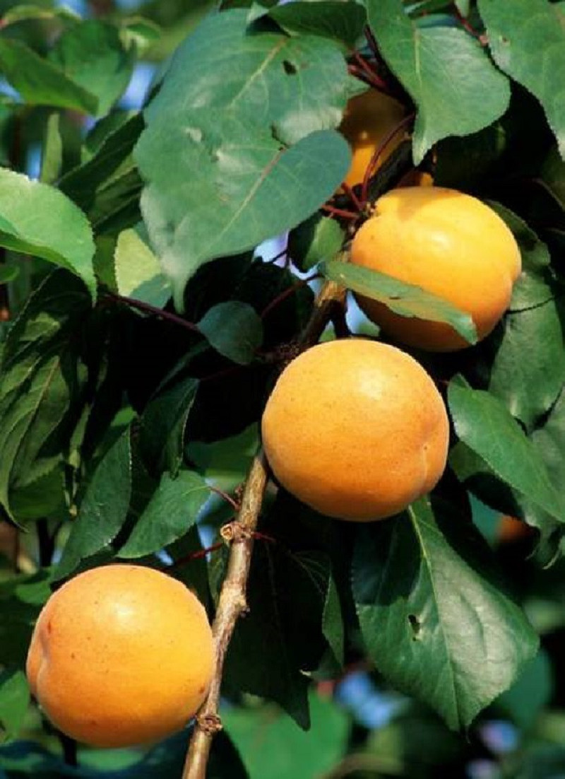 abricotier-luizet-prunus-armeniaca-luizet.jpg