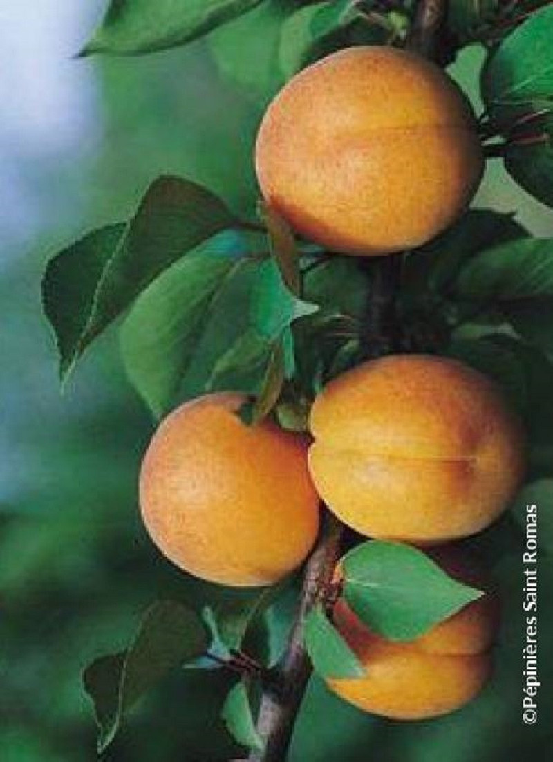 abricotier-nain-peche-de-nancy-prunus-armeniaca-peche-de-nancy.jpg