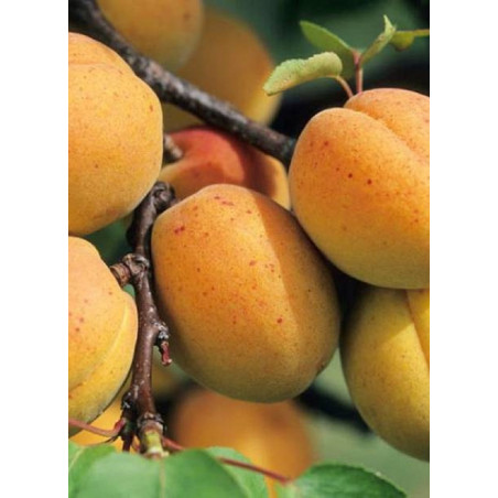ABRICOTIER POLONAIS (Prunus armeniaca)