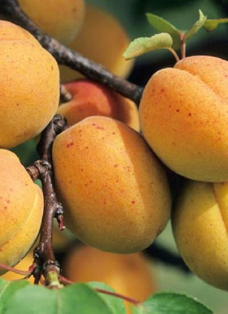 abricotier-polonais-prunus-armeniaca-polonais.jpg