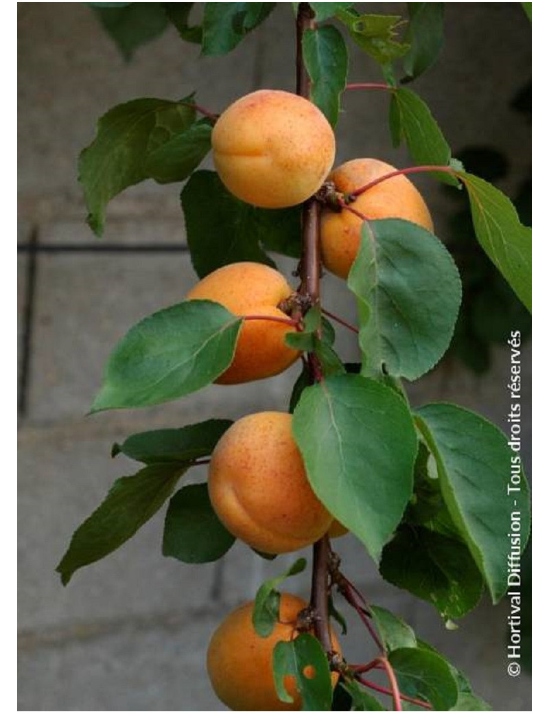 ABRICOTIER PRÉCOCE DE SAUMUR (Prunus armeniaca)
