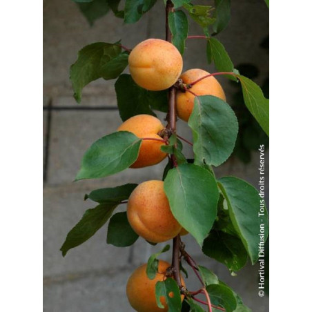 ABRICOTIER PRÉCOCE DE SAUMUR (Prunus armeniaca)