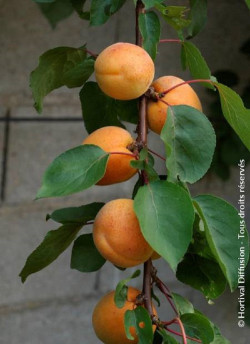 abricotier-precoce-de-saumur-prunus-armeniaca-precoce-de-saumur.jpg