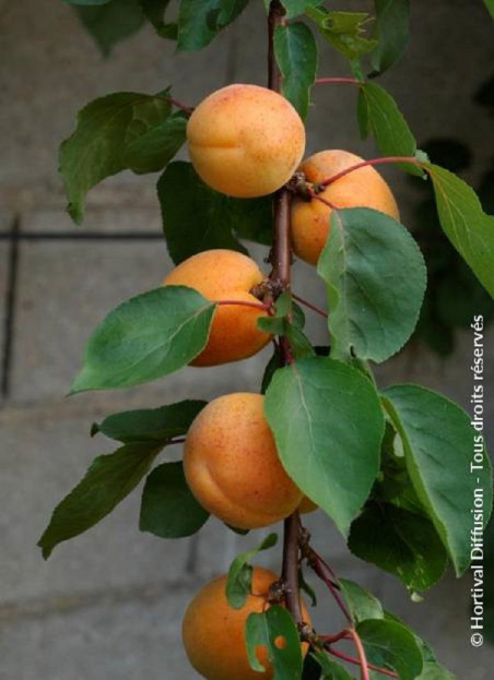 abricotier-precoce-de-saumur-prunus-armeniaca-precoce-de-saumur.jpg