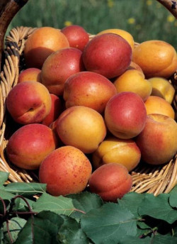 abricotier-rouge-du-roussillon-prunus-armeniaca-rouge-du-roussillon.jpg