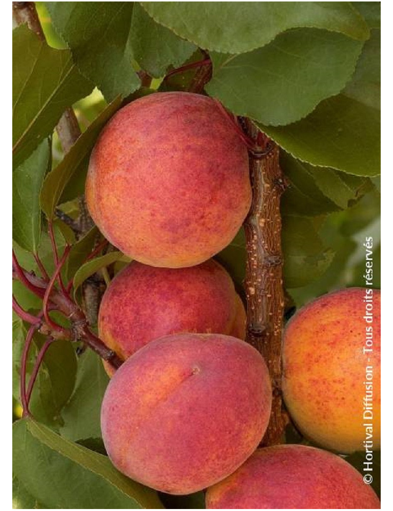 ABRICOTIER TARDIF DE BORDANEIL (PRUNUS armeniaca)