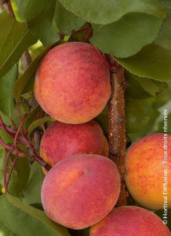 abricotier-tardif-de-bordaneil-prunus-armeniaca-tardif-de-bordaneil.jpg