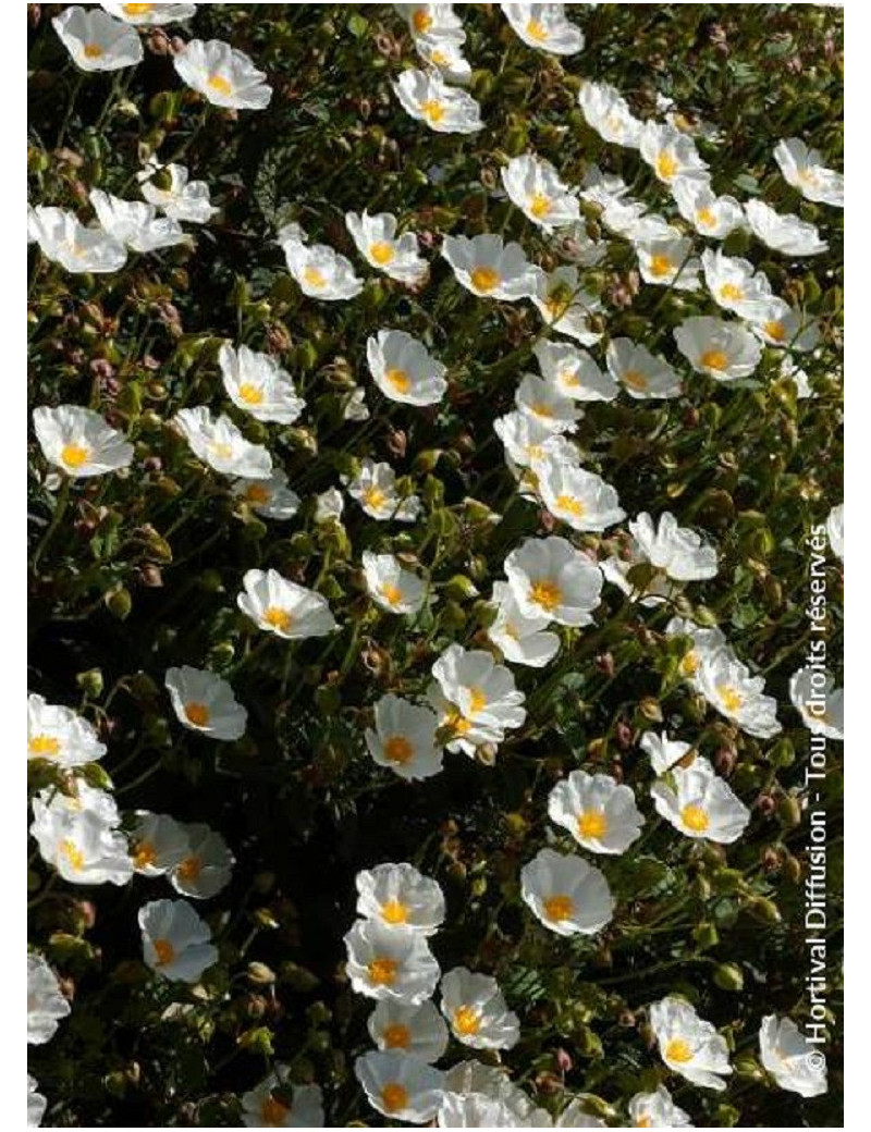 CISTUS corbariensis (Ciste des Corbières)1