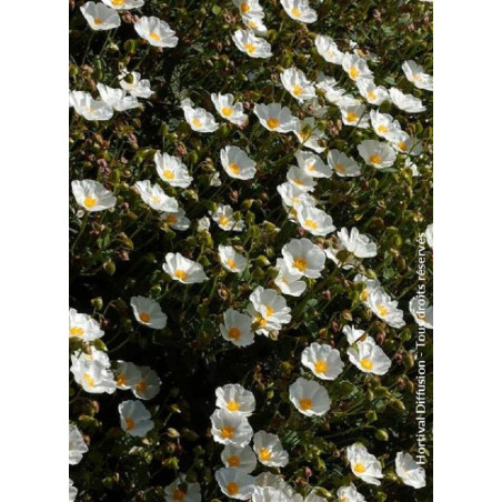 CISTUS corbariensis (Ciste des Corbières)1