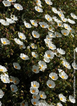 CISTUS corbariensis