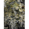 LIGUSTRUM ibota MUSLI ® (Troène Ibota Musli ®)