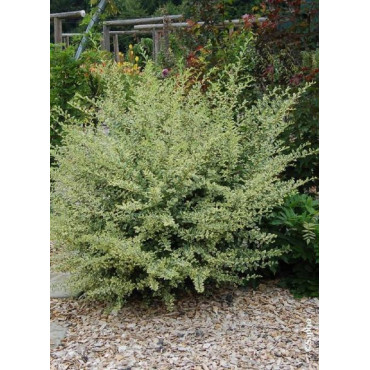 LIGUSTRUM ibota MUSLI ® (Troène Ibota Musli ®)1