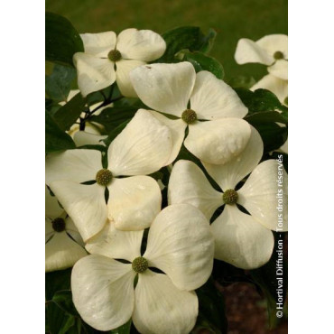 CORNUS VENUS ® (Cornouiller à fleurs)