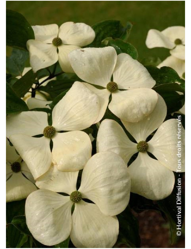 CORNUS VENUS ® (Cornouiller à fleurs)