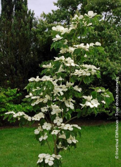 CORNUS VENUS