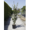ACER davidi En pot de 15-20 litres buisson hauteur 125-150 cm