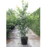 ACER davidi En pot de 70-90 litres buisson hauteur 200-250 cm