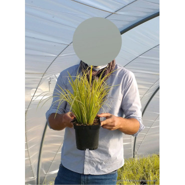 ACORUS gramineus OGON En pot de 2-3 litres buisson